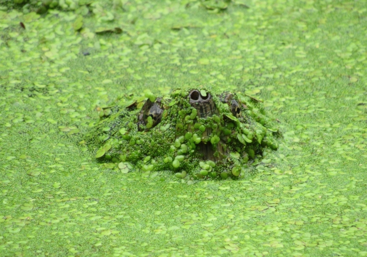 Common Snapping Turtle